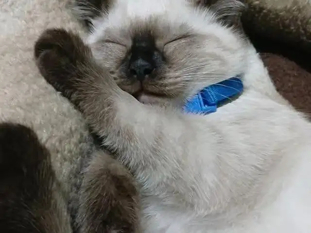 Потерян кот, Хуҷанд