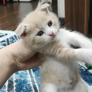 Шотландский вислоухий котёнок, Душанбе