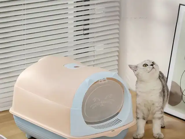 Латок для кошек, Душанбе