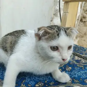Кот, Душанбе