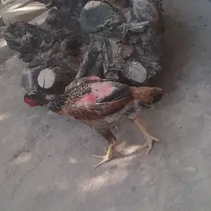 Дакан, Душанбе