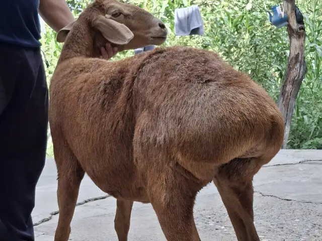 Гусфанд, Худжанд