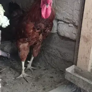 Хурус, Истаравшан