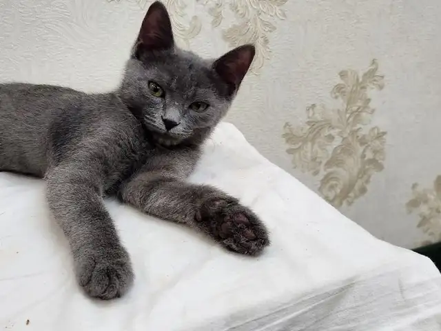 Британская Кошка, Хуҷанд