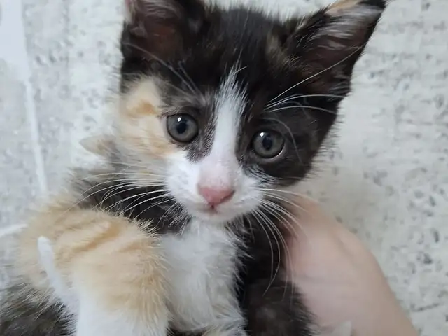 Котенок, Душанбе - 3