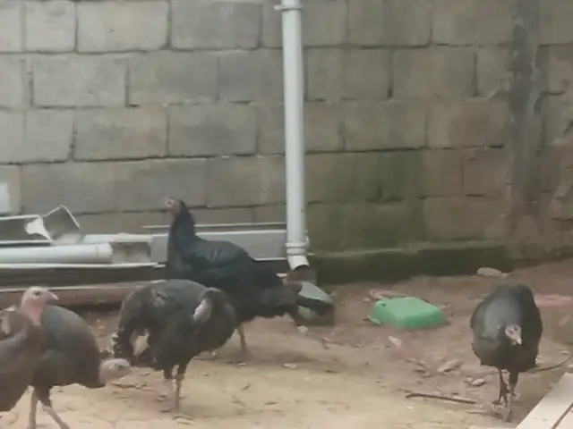 Тухми индюк, Рудаки