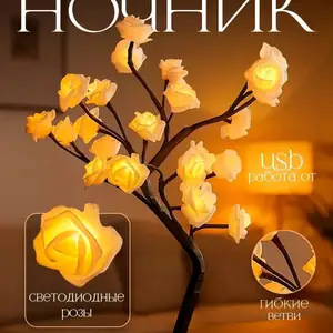 Дерево ночник, Душанбе