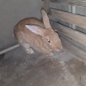 Харгуши бургунски, Душанбе