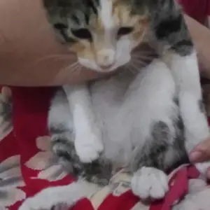 Кошка, Душанбе