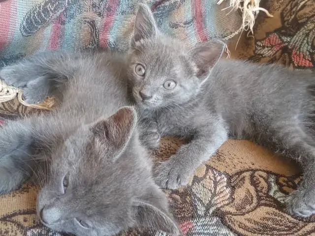 Котенок, Душанбе