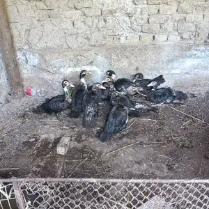 Индоутка, Худжанд