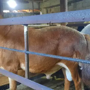 Қуҷкор, Худжанд