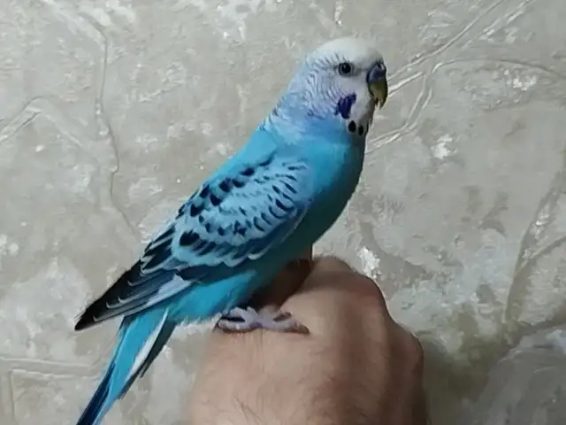 Попугай, Душанбе