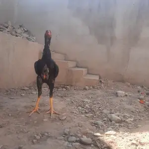 Дакан чуча О шамо, Душанбе