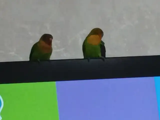 Попугай, Душанбе