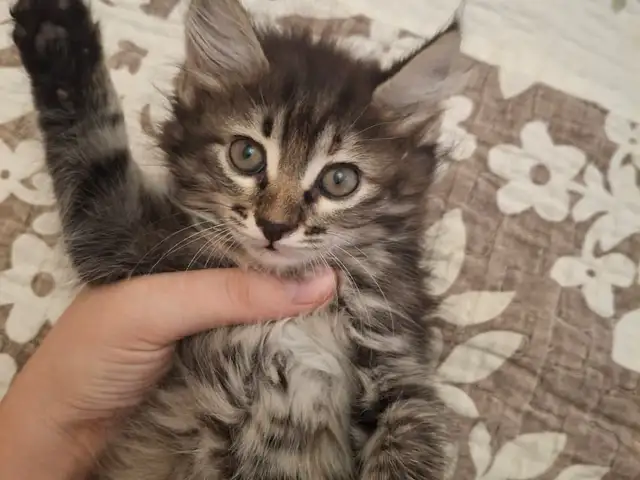 Котята даром, Хуҷанд