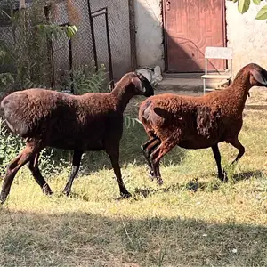 Гуспанд, Душанбе