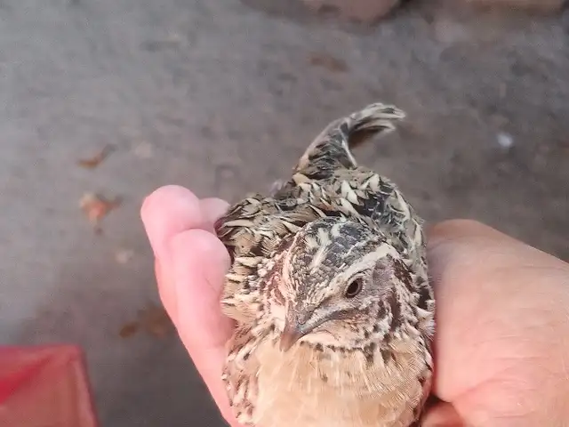 Бедона, Душанбе
