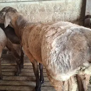 Баран, Худжанд