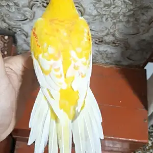 Попугай, Душанбе