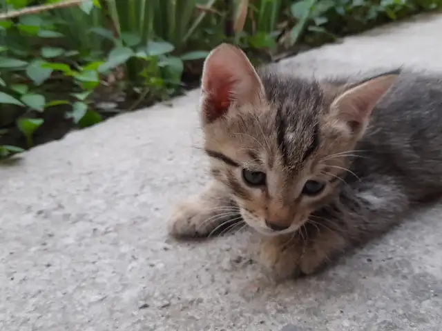 Котята даром, Душанбе