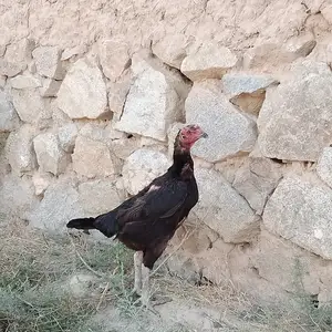 Мурғи Дакан, Панҷакент