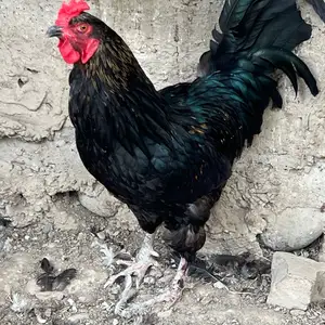 Хуруз, Бобоҷон Ғафуров