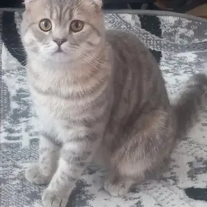 Кот на вязку, Худжанд