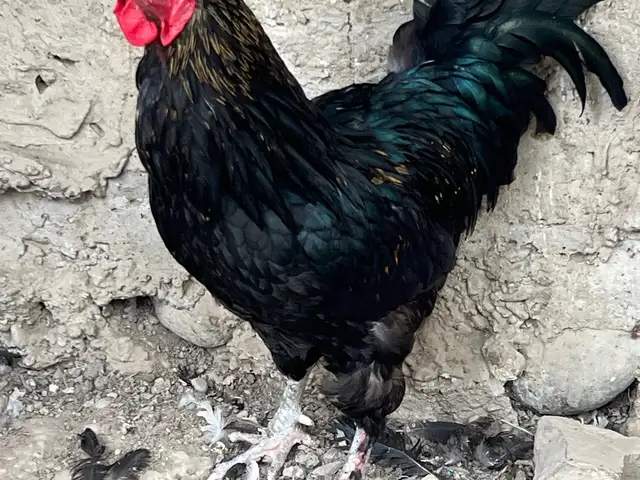 Хуруз, Бобоҷон Ғафуров