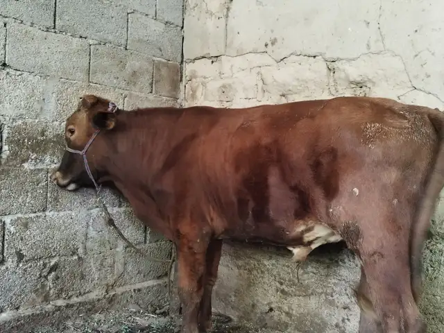 Бука, Ваҳдат