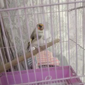Саъба, Душанбе