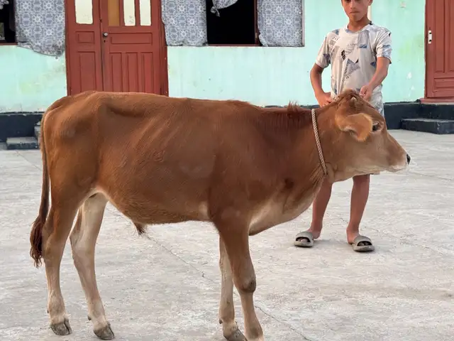 Букачаи элита, Хуросон