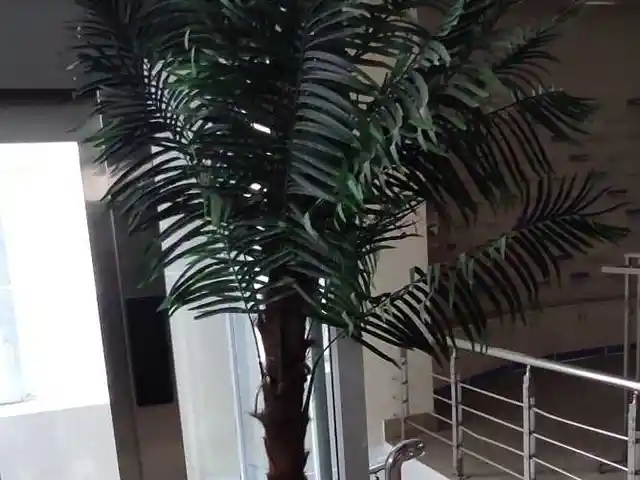 Искусственное дерево для офисов и ТЦ, Душанбе