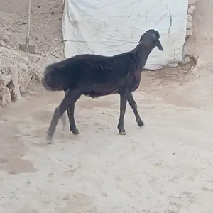 Гуспанд, Гиссар