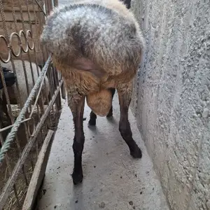 Кушкор, Худжанд