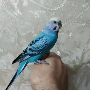 Попугай, Душанбе