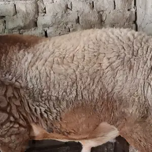 Гусфанди кушкор, Худжанд