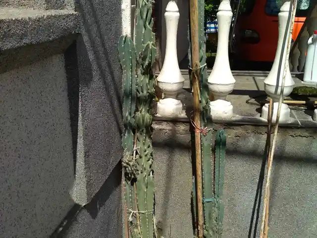 Кактус, Душанбе