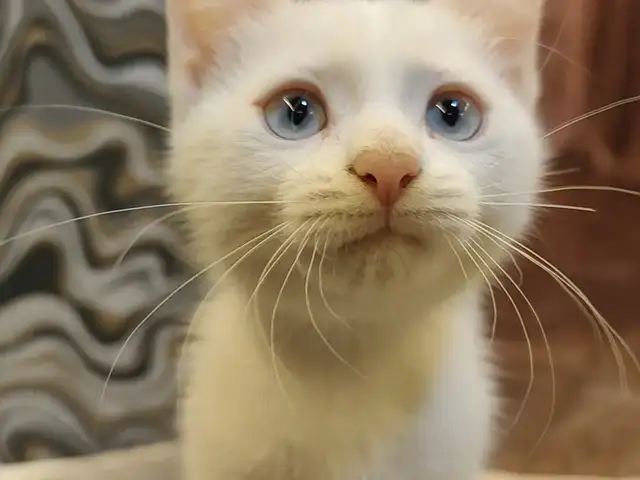 Котик метиска даром, Душанбе