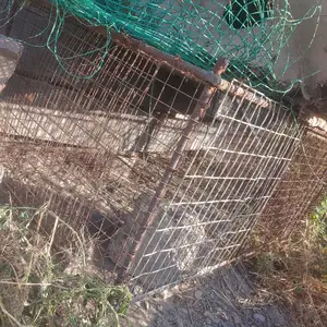 Клетка, Худжанд