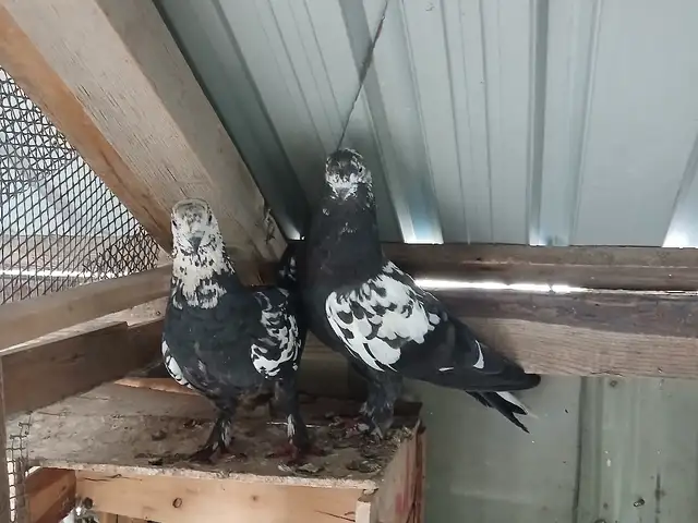 Кафтар / Голуби, Душанбе