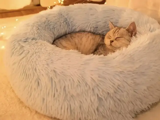 Лежанки для кошек, Худжанд