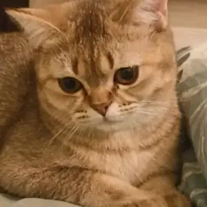 Кошка Муиза, Душанбе