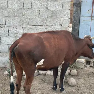 Гов оча бача, Душанбе