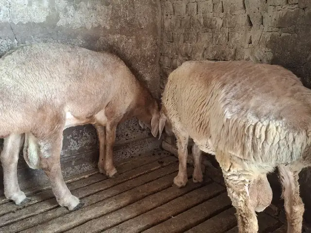 Гусфанди кушкор, Хуҷанд