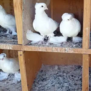 Кафтар, Деваштич (Ганчи)