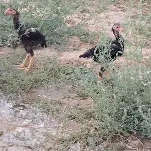 Даканчучахо, Панҷакент