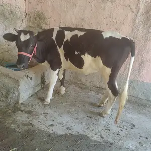Гусола, Пенджикент