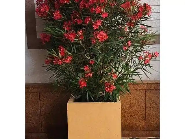 Кашпо, Душанбе