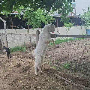 Такаи Покистони, Душанбе